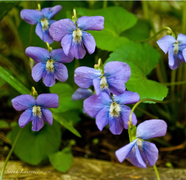 Sarah Laurence Maine Garden and Wildflowers