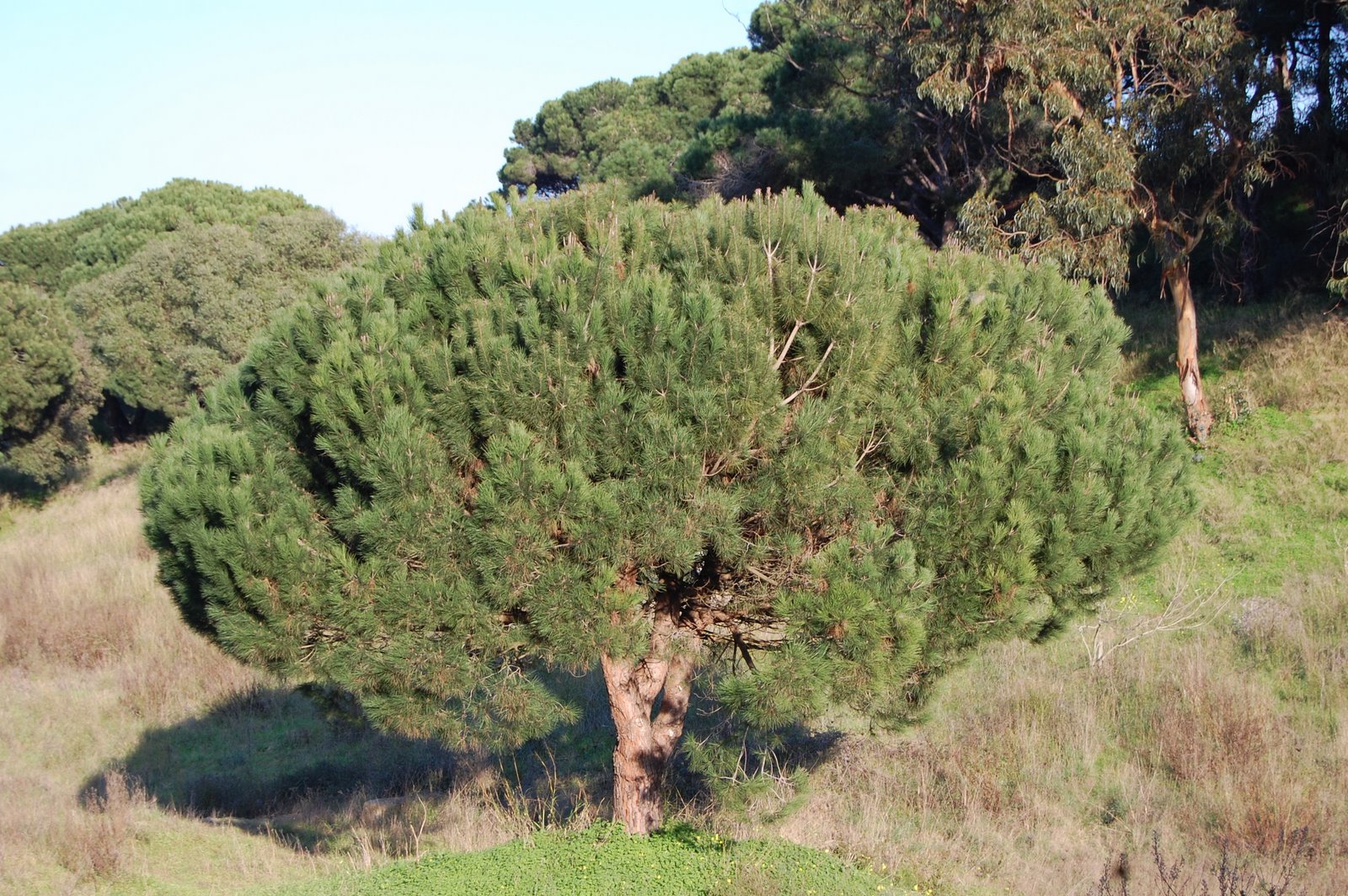 [Pinheiro-manso+(8).JPG]