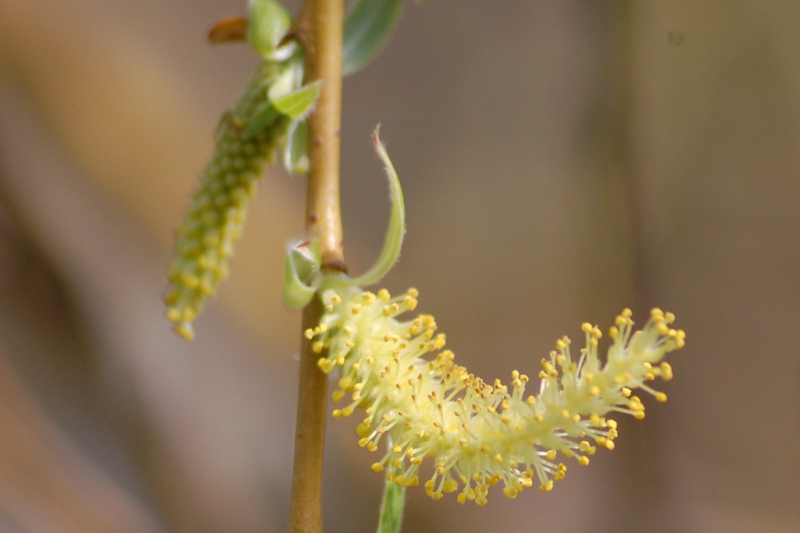 [salgueiro-chorão+(Flor)+(8).JPG]