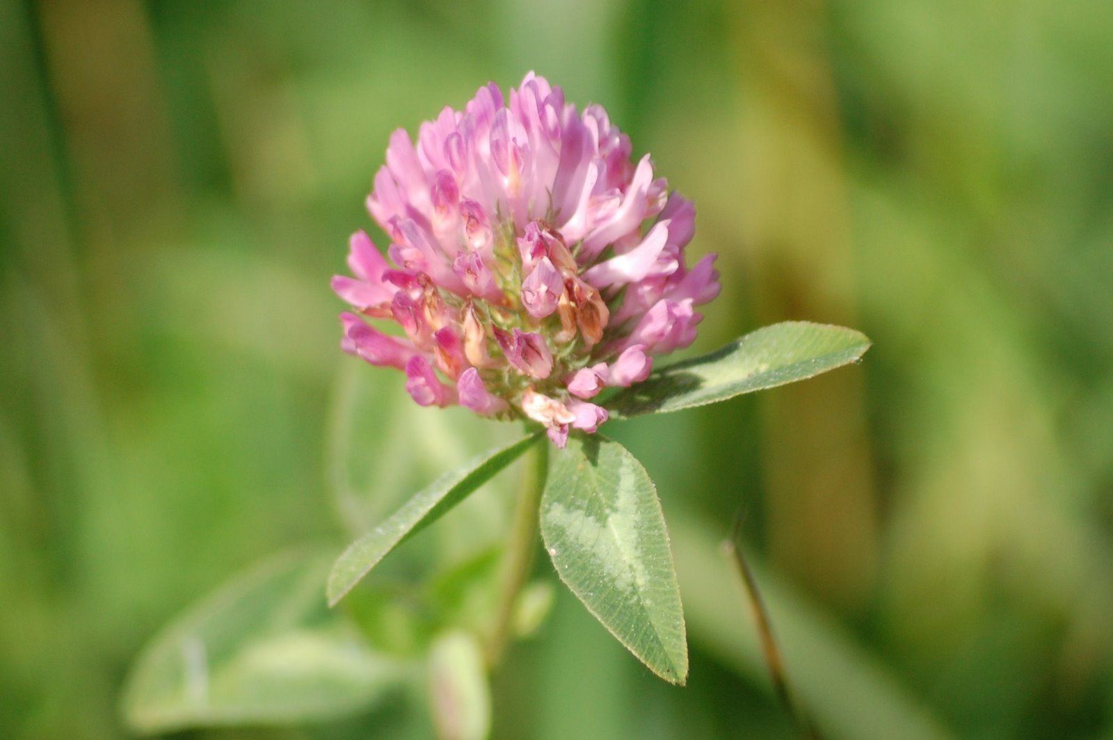 [Trifolium+pratense+L+(2).JPG]