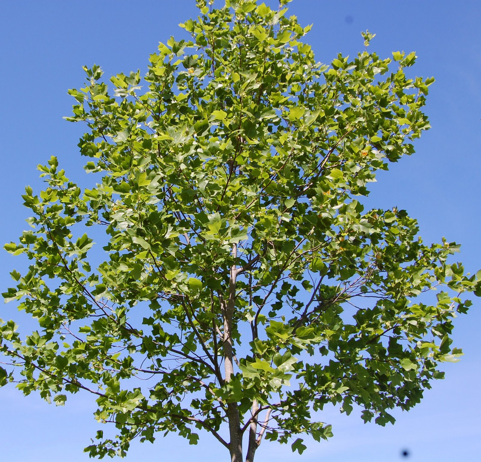 [Tulipeiro+(35).JPG]