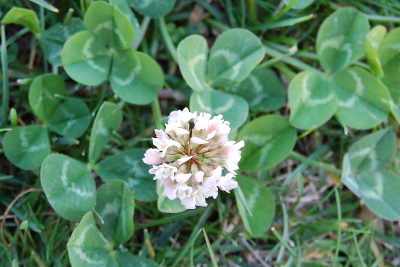 [Trevo-branco+Trifolium+repens+L..JPG]