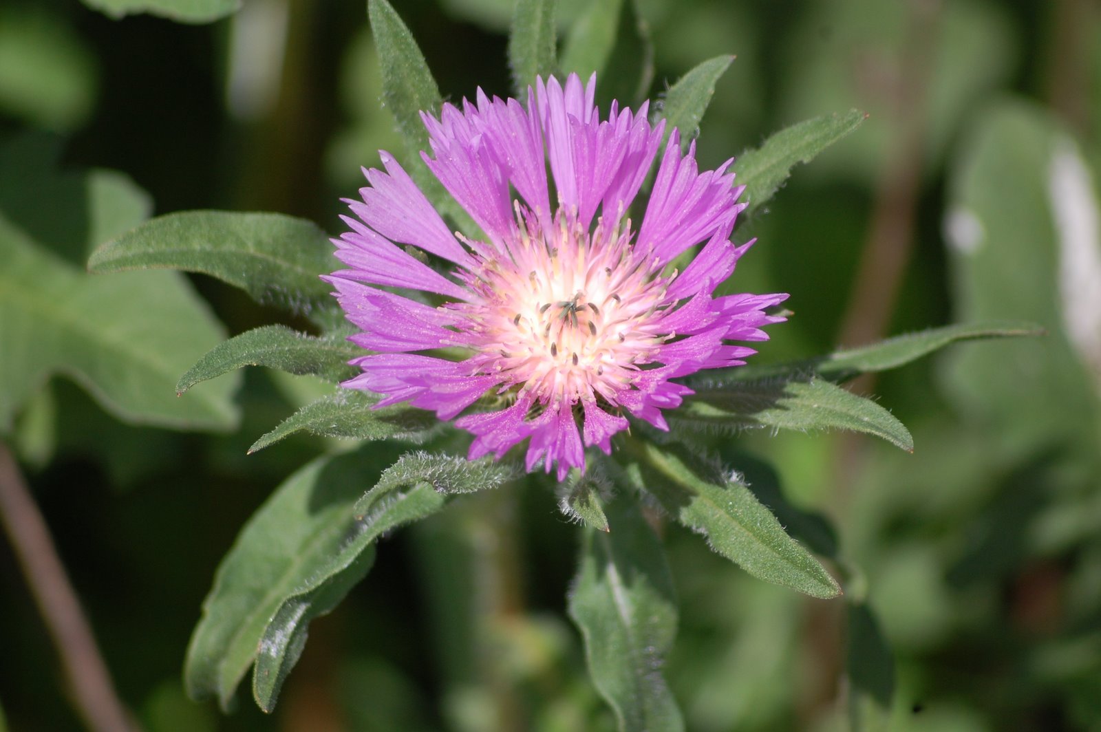 [cardinho-das-almorreimas+(Centaurea+pullata).JPG]