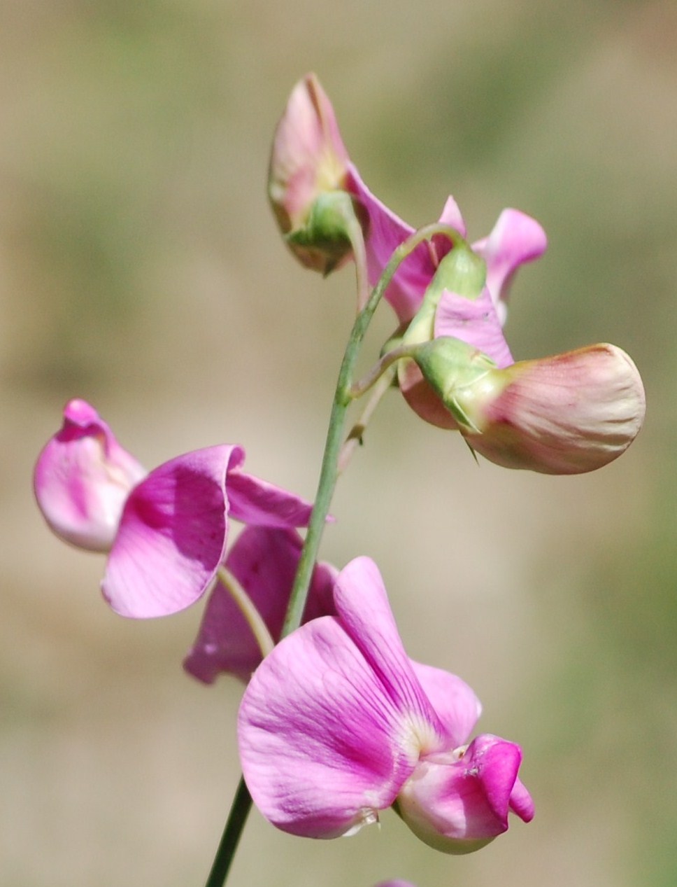 [Lathyrus+latifolius+L+(2).JPG]