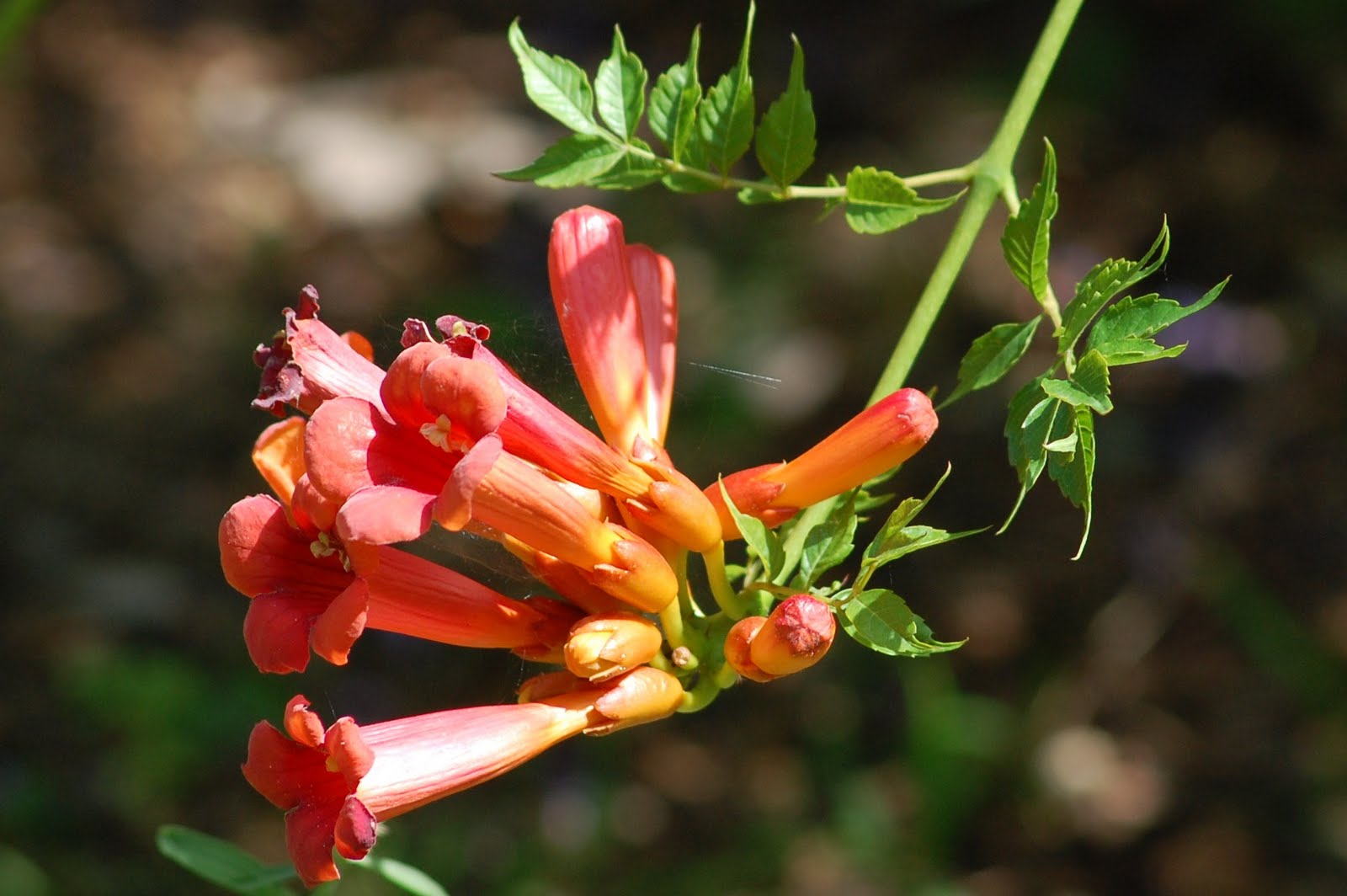 [Campsis+radicans+(L.)+Seem+(2).JPG]