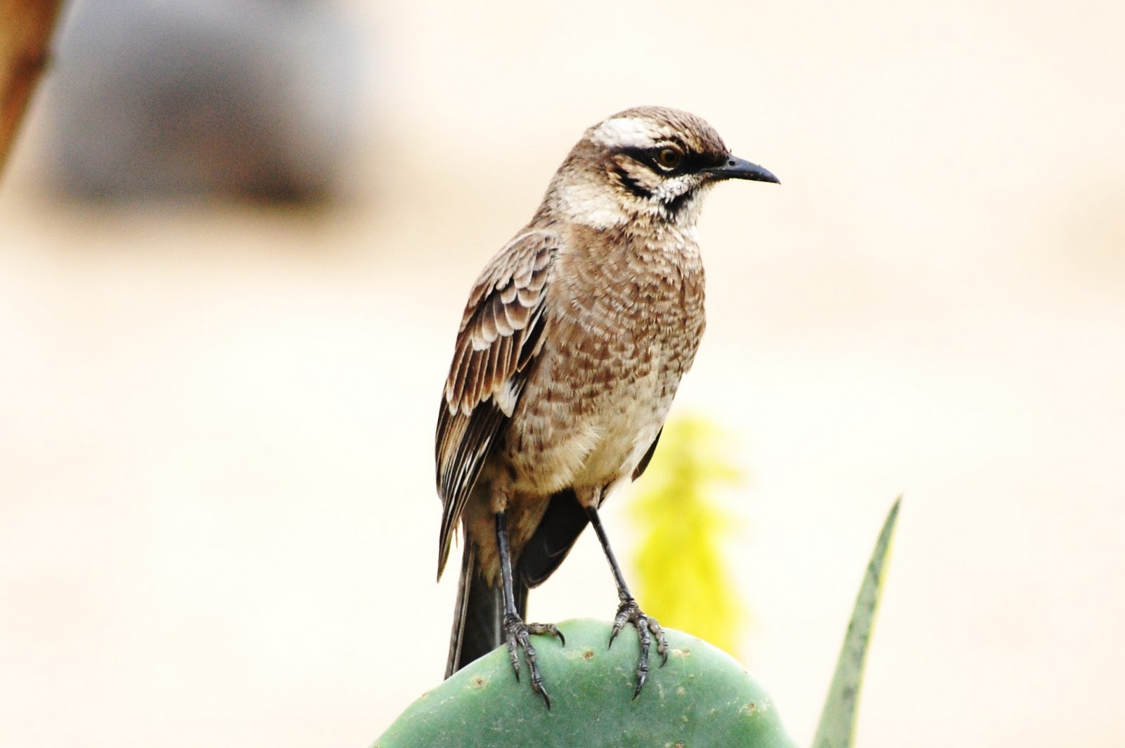 TERRA DAS AVES Mimus longicaudatus
