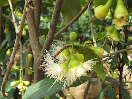 Pohon  Jambu Cingcalo Hijau