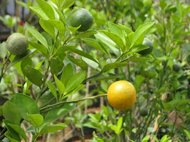 Pohon Jeruk Lemon Cui