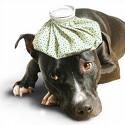 [sick+dog.jpg]