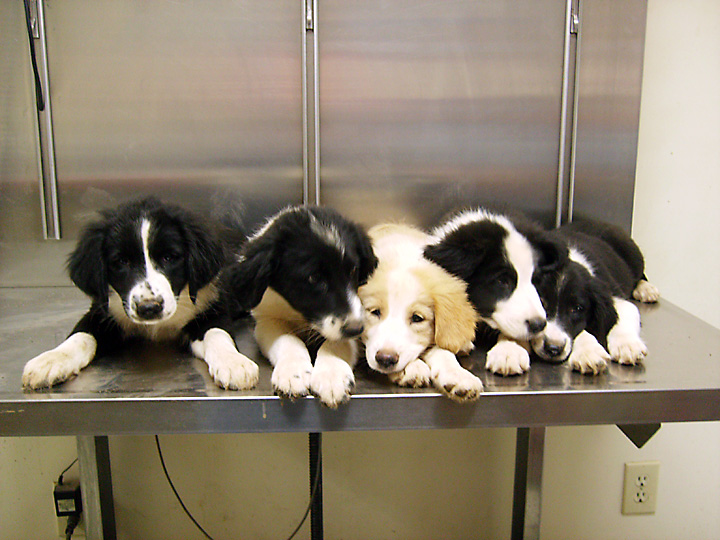 English Shepherd Puppies