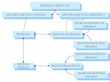 Sistema Nervioso