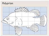 [Polyprion.bmp]
