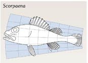 [Scorpaena.bmp]
