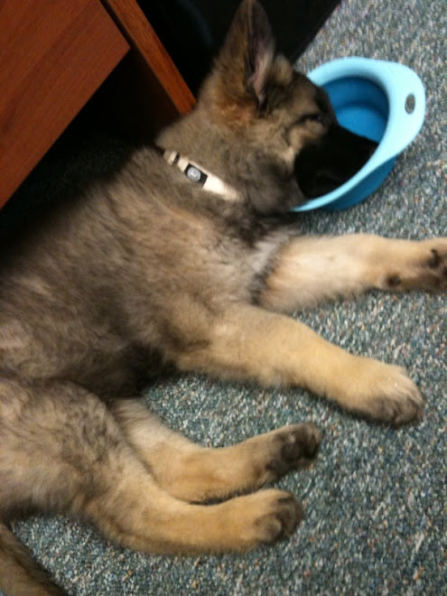 Work is hard, I have to use my bowl as a pillow!