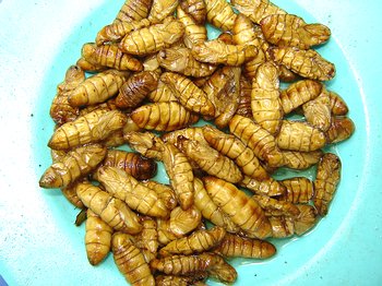 [fried-silkworms.JPG]