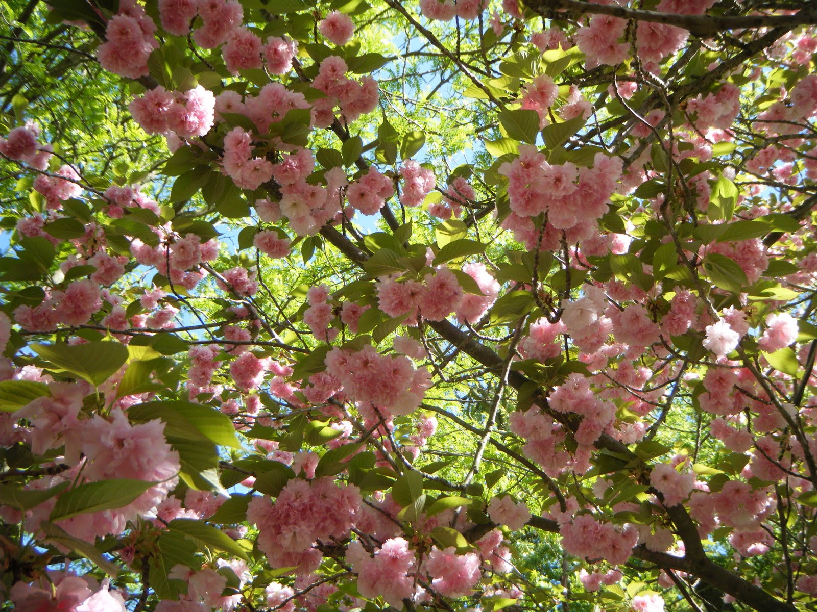 Cherry Kwanzan