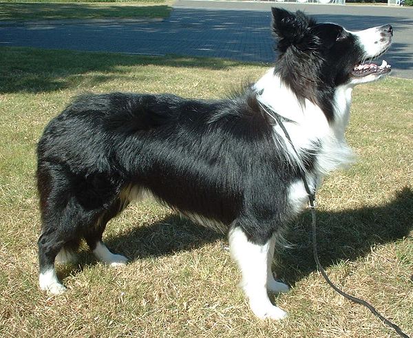 Training Your Border Collie to Listen to You