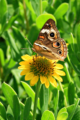 edisto island nature pictures butterfly at botany bay south carolina