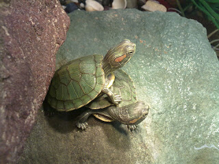لاک پشت گوش قرمز خزنده - Red Eared Slider - صفحة 3 200320101432
