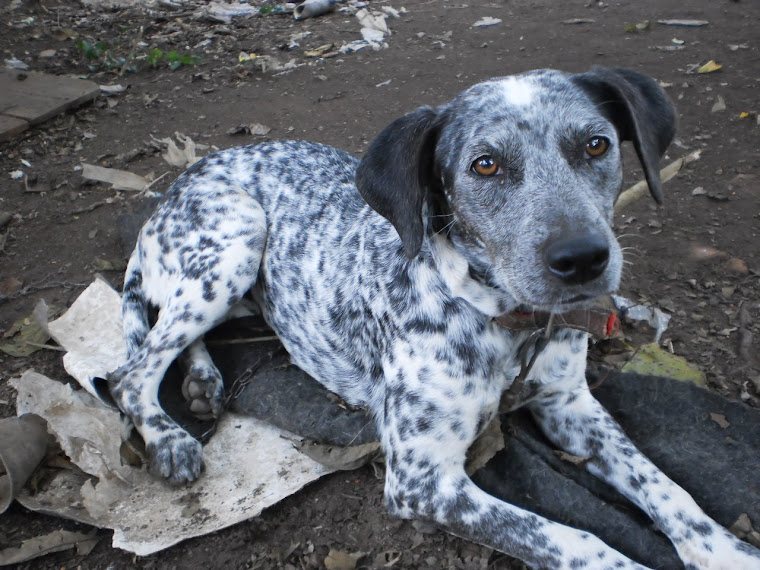 Jordânia  linda dalmata