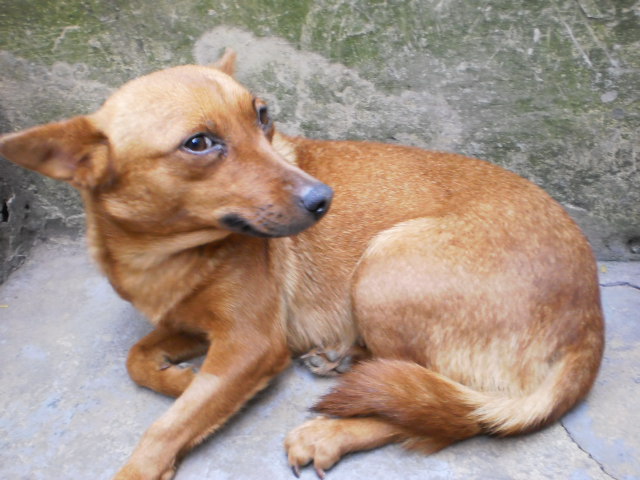 Ana bellla mestiça basse