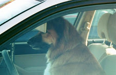 When is it Too Hot to Leave a Dog in the Car?