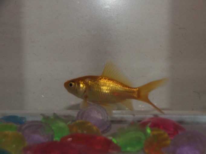 [DSCF7226_resize.JPG]