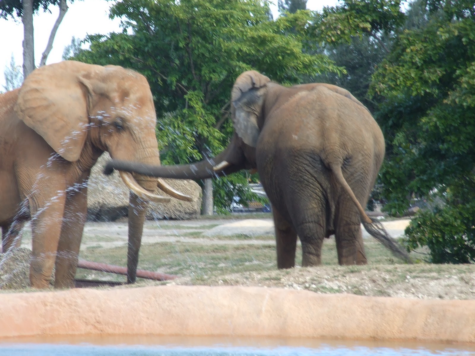 Willow Farm The Miami Zoo