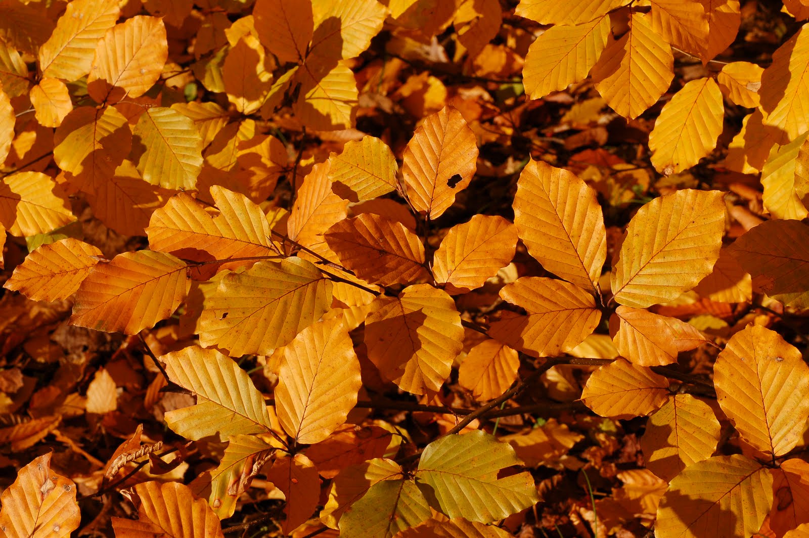 http://4.bp.blogspot.com/_ZueG3OvW8_k/TIwAUEP9zlI/AAAAAAAADX4/cK8aVERq3UM/s1600/Copper_Beech_Fagus_sylvatica_f__purpurea_Autumn_Leaves_Closeup_3008px.jpg