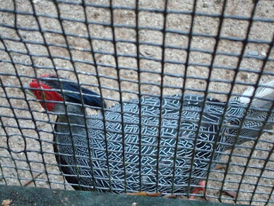 Lewis Silver Pheasant