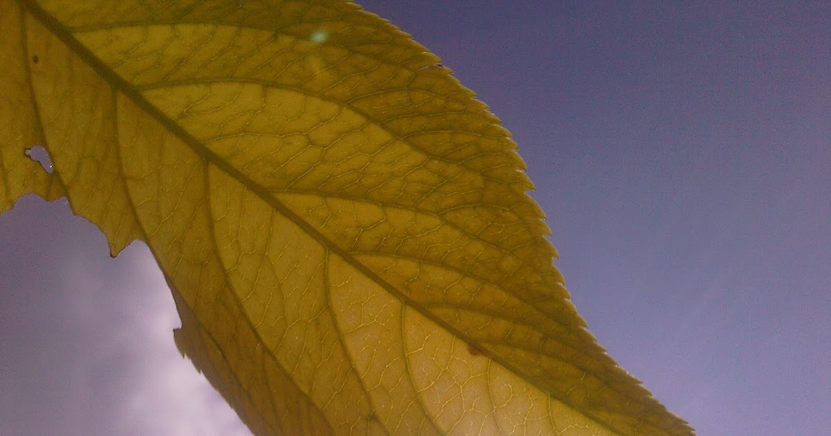 Pictures Just Pictures YELLOW ELDERBERRY LEAF AGAINST THE SUN