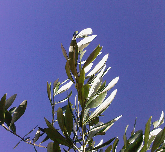 OLIVE LEAVES AGAINST A BLUE SKY