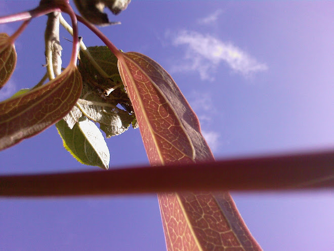 YOUNG CLEMATIS LEAF WITH STEM ACROSS