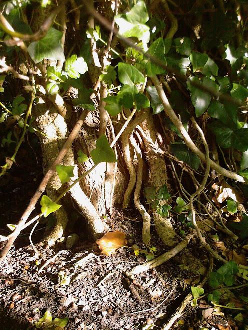 IVY TWIST AT THE BASE OF A SMALL TRUNK