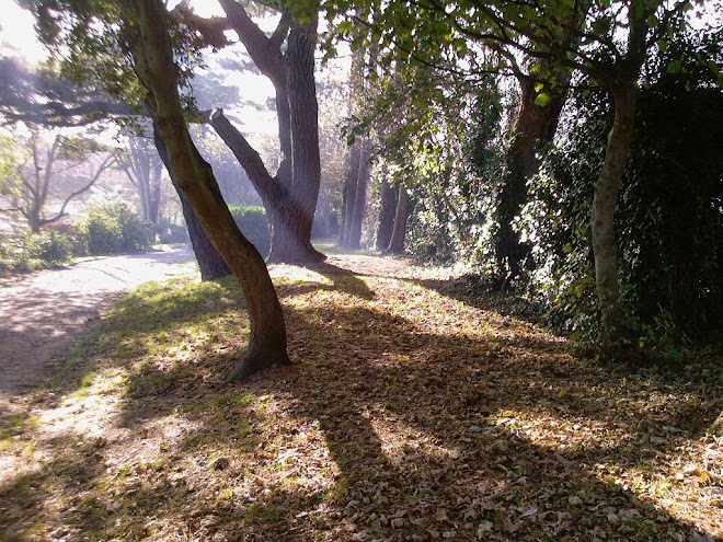 SMOKE CROSSES A PATH IN THE NOTHE GARDENS