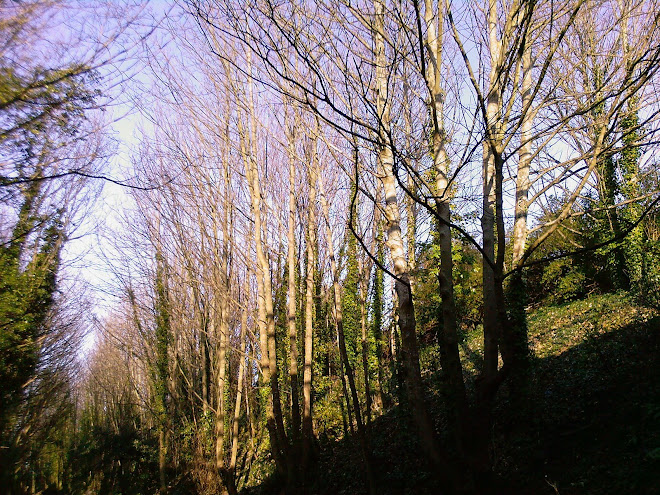 PATH IN THE SKY AND SHADOW