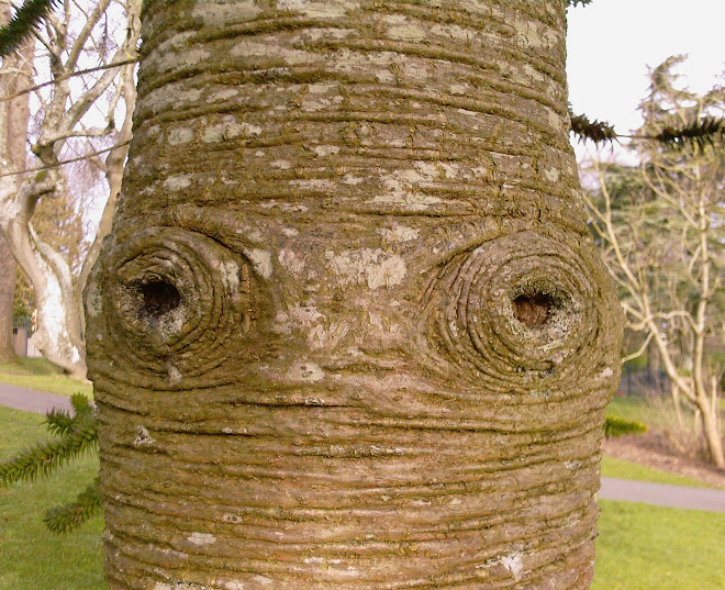 EYES IN THE TREE
