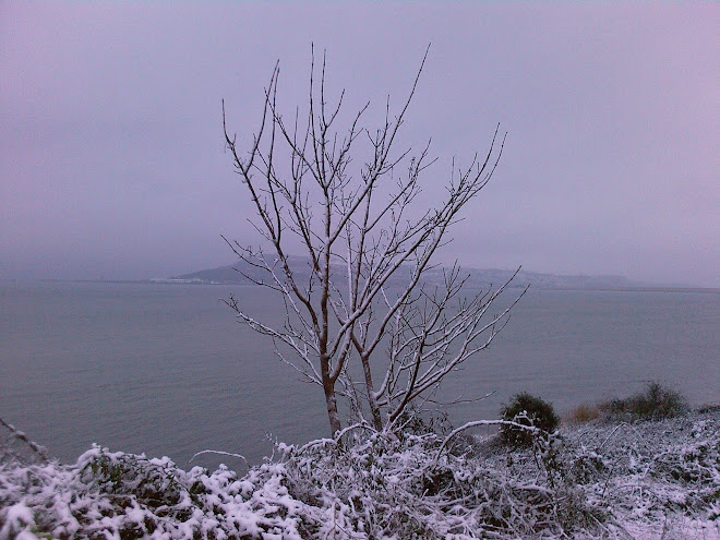 SNOW AND SYCAMORE (I THINK)
