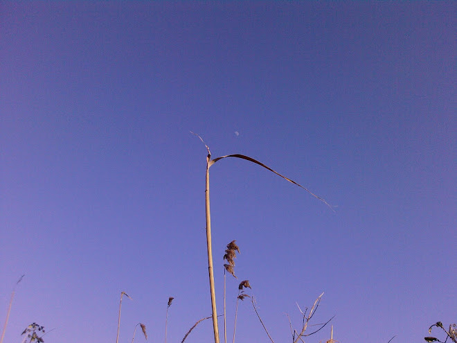 THE REED AND THE MOON