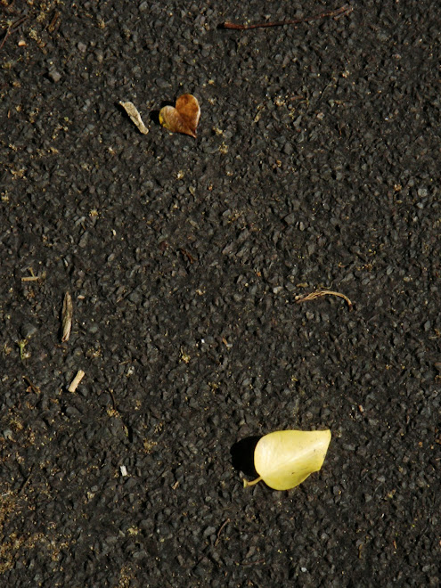TWO LEAVES ON TARMAC