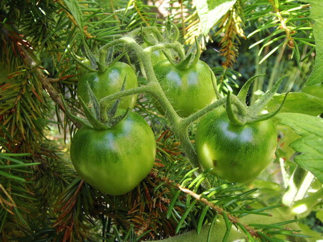 GREEN TOMATOES AND CHRISTMAS TREE