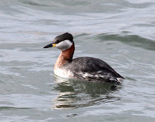 Red-necked Grebe