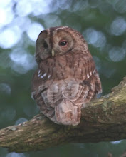 Tawny Owl