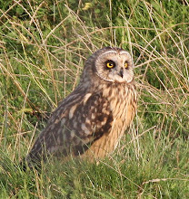 Short-eared Owl