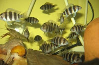 Frontosa Frontosa