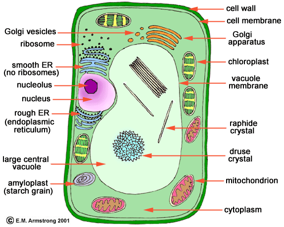 animal cell diagram for kids labeled. A diagram of an animal
