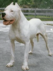 Dogo+argentino+mix