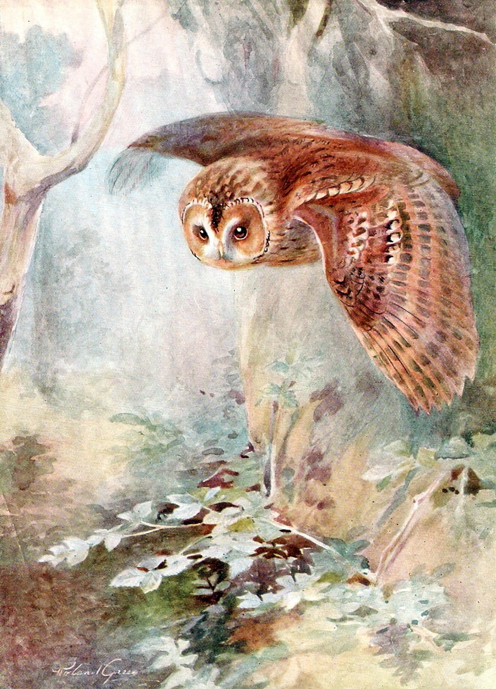 Moving Owl