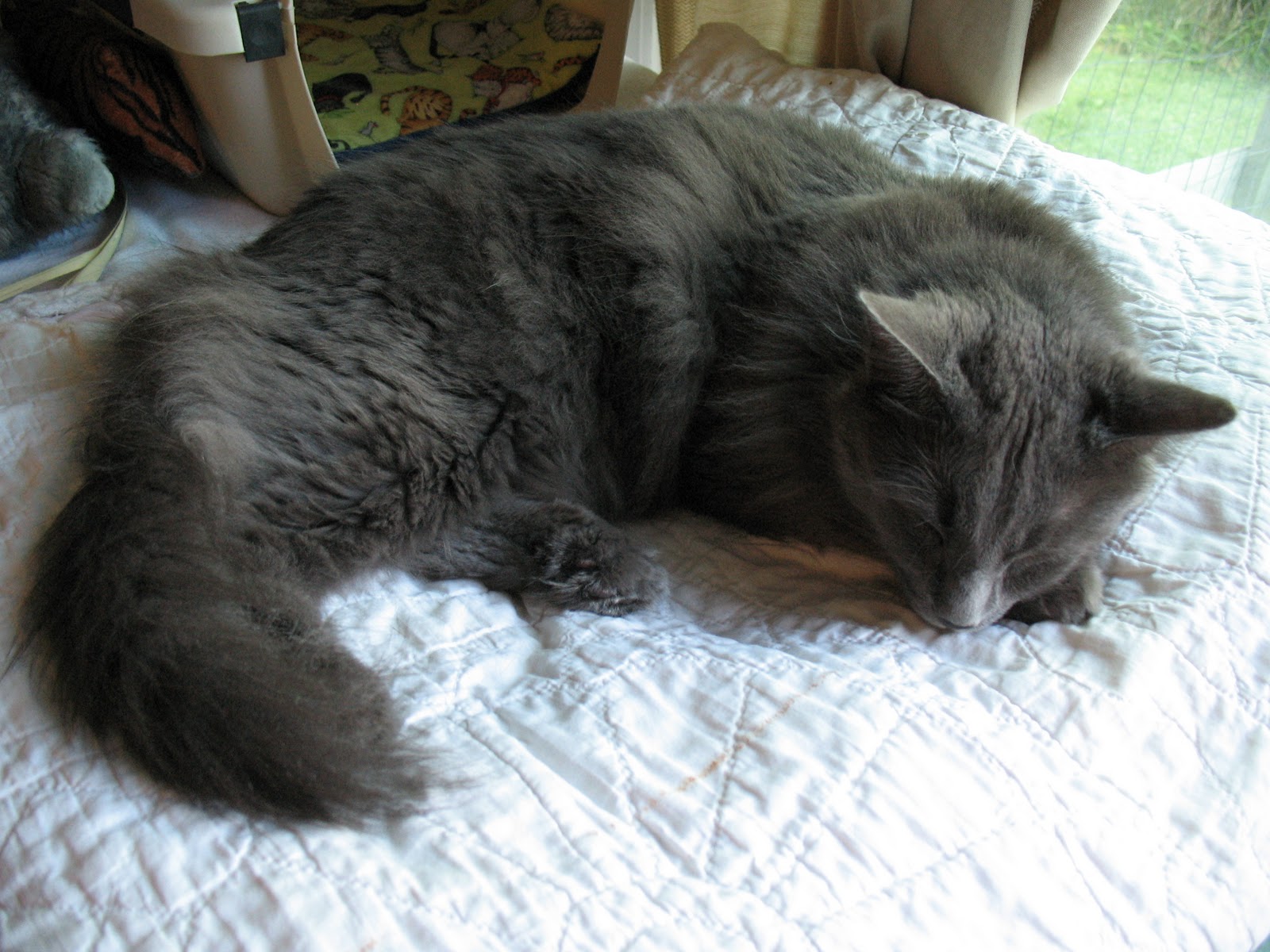 Napping Cat
