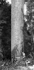 Historic picture of Coromandel Kauri tree